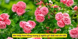 Mơ thấy hoa hồng mang ý nghĩa gì? Giải mã chi tiết