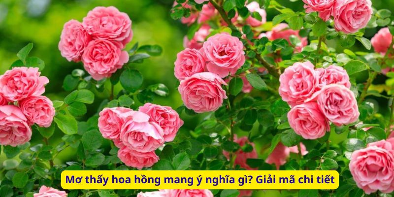 Mơ thấy hoa hồng mang ý nghĩa gì? Giải mã chi tiết